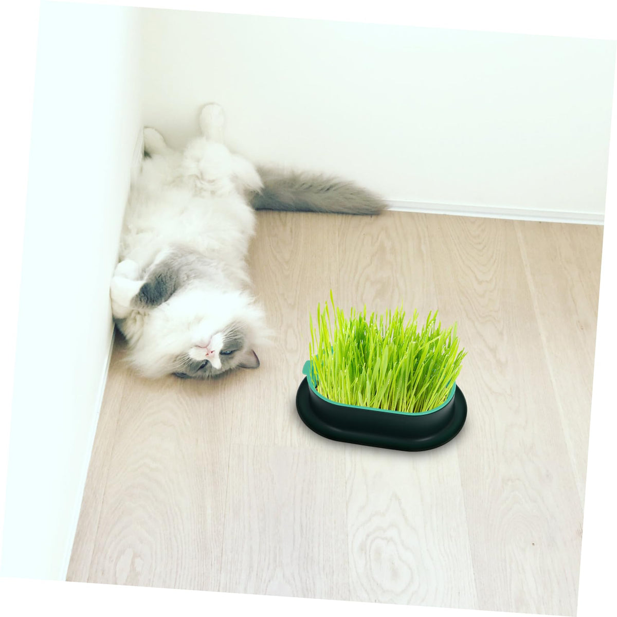 3 Pack Plastic Cat Grass Planter Boxes E15991