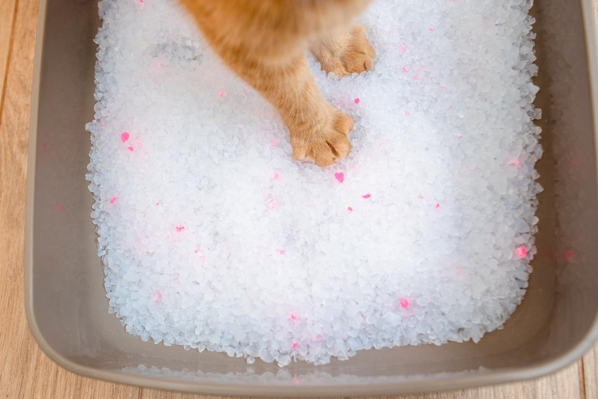Unscented Dust Free Silica Gel Cat Litter 8 lb Bag B82845